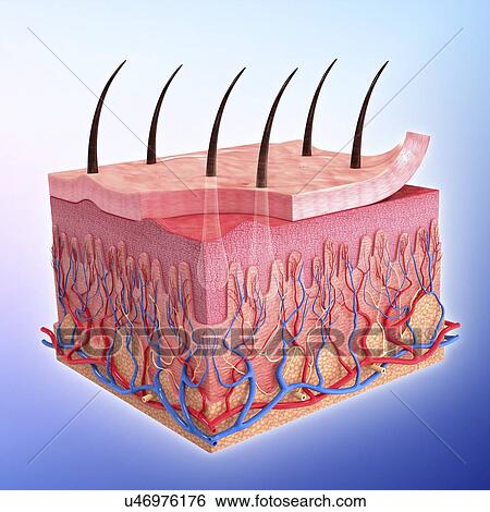 Stock Illustration - Human skin, artwork. Fotosearch