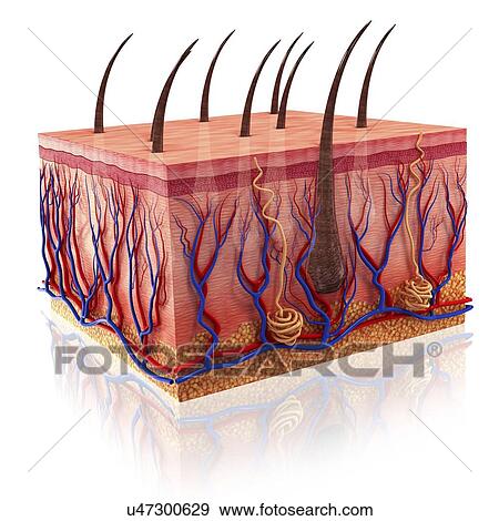 Stock Illustration - Human skin, artwork. Fotosearch