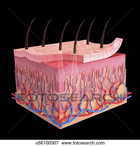 Human skin, artwork View Large Illustration Stock Illustration - Human skin, artwork. Fotosearch