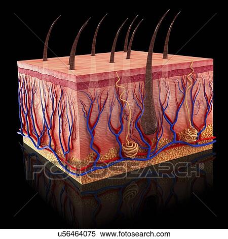 Human skin, artwork View Large Illustration Stock Illustration - Human skin, artwork. Fotosearch