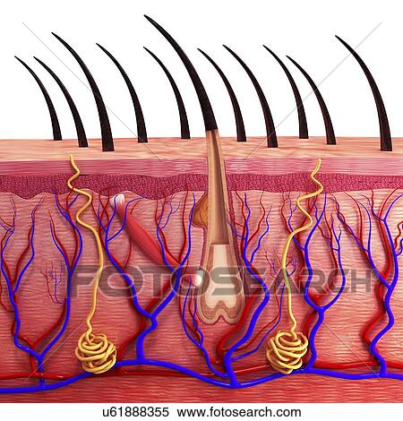 Human skin, artwork View Large Illustration Stock Illustration - Human skin, artwork. Fotosearch