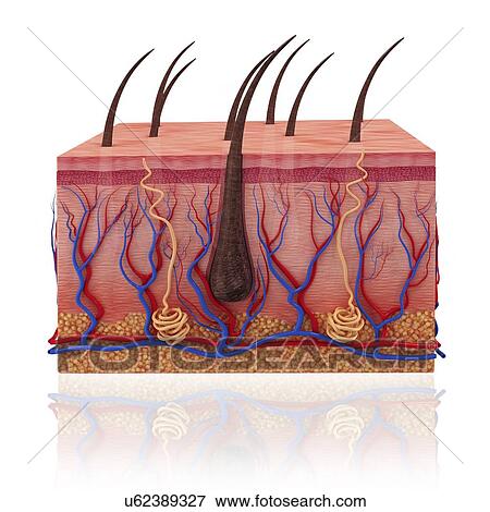 Human skin, artwork View Large Illustration Stock Illustration - Human skin, artwork. Fotosearch