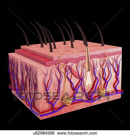 Stock Illustration - Human skin, artwork. Fotosearch