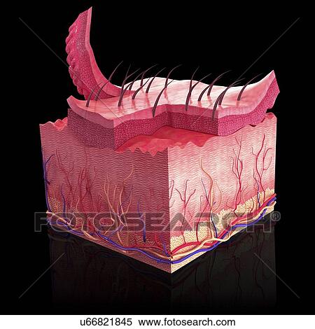 Human skin, artwork View Large Illustration Stock Illustration - Human skin, artwork. Fotosearch