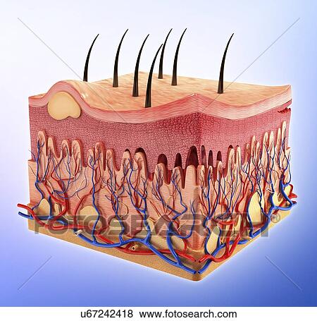 Human skin, artwork View Large Illustration Stock Illustration - Human skin, artwork. Fotosearch