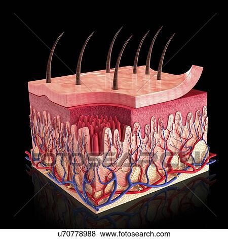Human skin, artwork View Large Illustration Stock Illustration - Human skin, artwork. Fotosearch