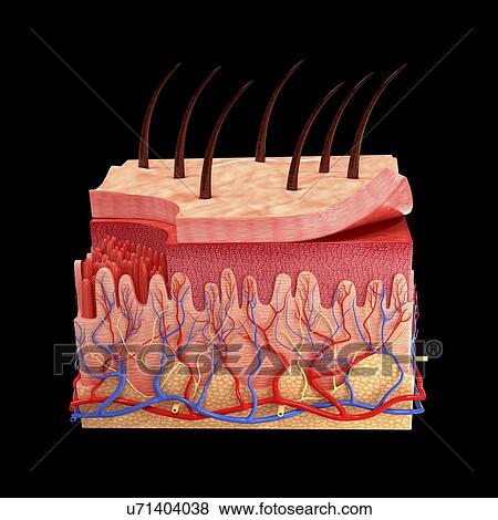 Human skin, artwork View Large Illustration Stock Illustration - Human skin, artwork. Fotosearch
