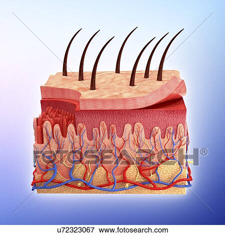 Human skin, artwork View Large Illustration Stock Illustration - Human skin, artwork. Fotosearch