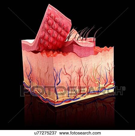 Stock Illustration - Human skin, artwork. Fotosearch