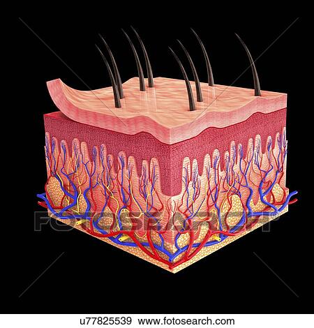 Human skin, artwork View Large Illustration Stock Illustration - Human skin, artwork. Fotosearch