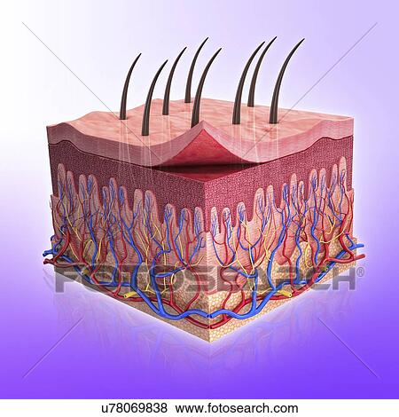 Stock Illustration - Human skin, artwork. Fotosearch