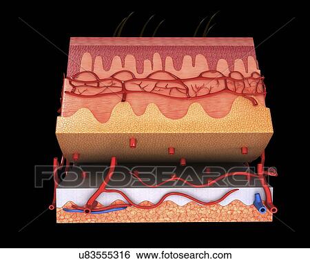 Human skin, artwork View Large Illustration Stock Illustration - Human skin, artwork. Fotosearch