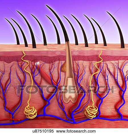 Stock Illustration - Human skin, artwork. Fotosearch