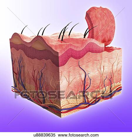Stock Illustration - Human skin, artwork. Fotosearch