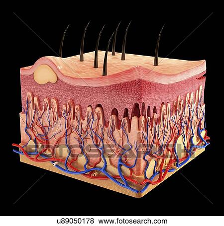 Human skin, artwork View Large Illustration Stock Illustration - Human skin, artwork. Fotosearch