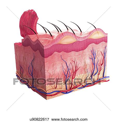 Human skin, artwork View Large Illustration Stock Illustration - Human skin, artwork. Fotosearch