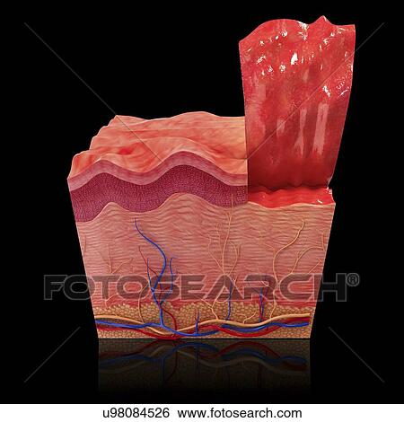 Human skin, artwork View Large Illustration Stock Illustration - Human skin, artwork. Fotosearch