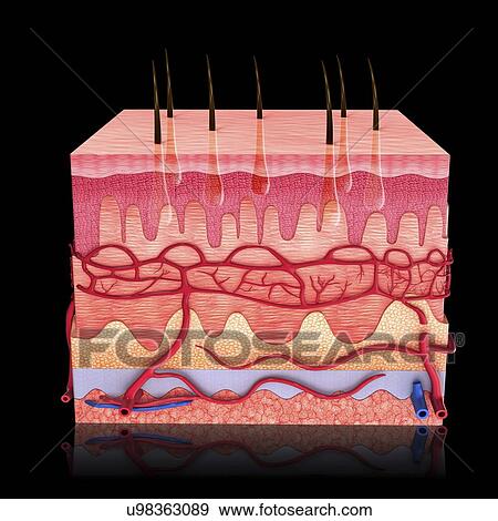 Human skin, artwork View Large Illustration Stock Illustration - Human skin, artwork. Fotosearch