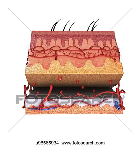 Human skin, artwork View Large Illustration Stock Illustration - Human skin, artwork. Fotosearch