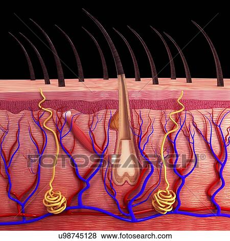 Stock Illustration - Human skin, artwork. Fotosearch