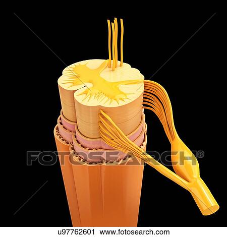 Clip Art - Human spinal chord, artwork. Fotosearch
