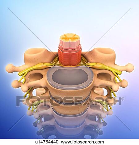 Clipart - Human spinal chord, artwork. Fotosearch