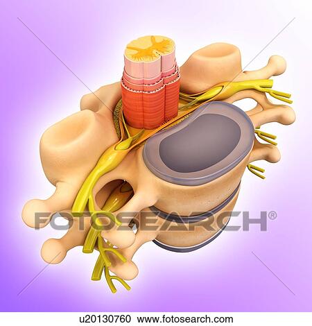 Clipart - Human spinal chord, artwork. Fotosearch