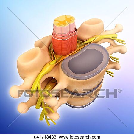 Drawing - Human spinal chord, artwork. Fotosearch