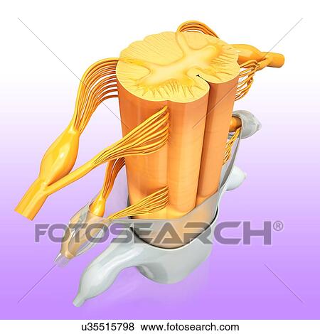 Stock Illustration - Human spinal chord, artwork. Fotosearch