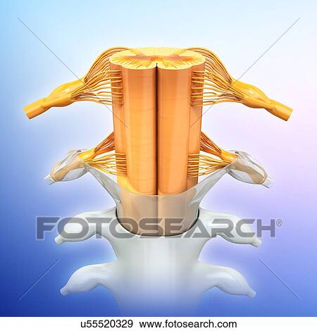 Stock Illustration - Human spinal chord, artwork. Fotosearch