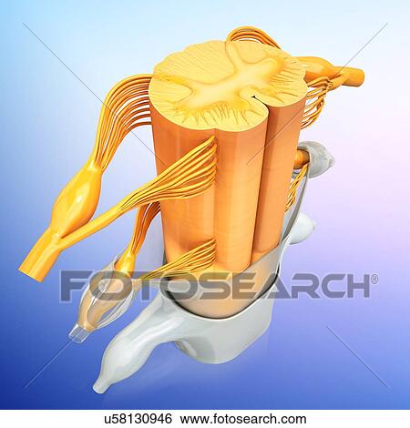 Stock Illustration - Human spinal chord, artwork. Fotosearch