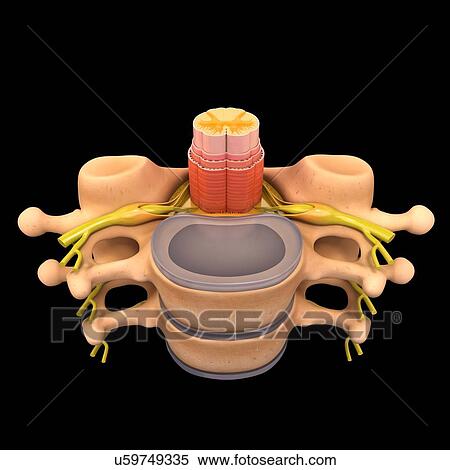 Stock Illustration - Human spinal chord, artwork. Fotosearch
