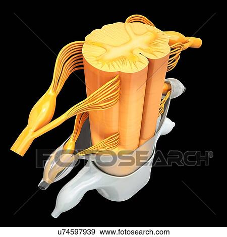 Stock Illustration - Human spinal chord, artwork. Fotosearch