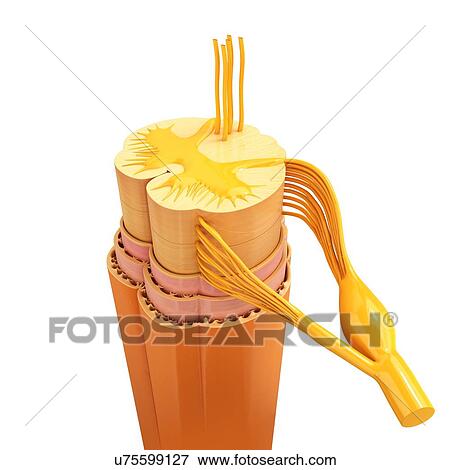 Stock Illustration - Human spinal chord, artwork. Fotosearch