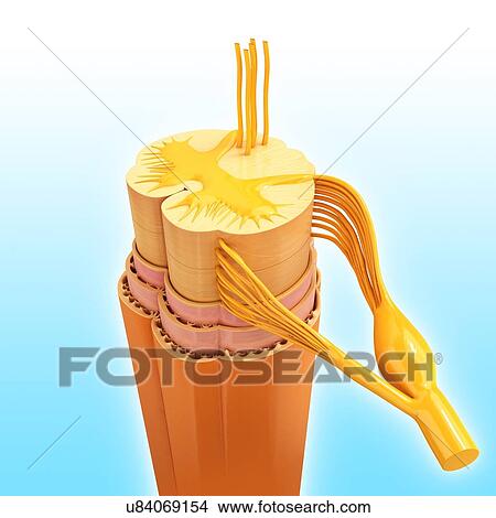 Stock Illustration - Human spinal chord, artwork. Fotosearch