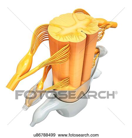 Stock Illustration - Human spinal chord, artwork. Fotosearch