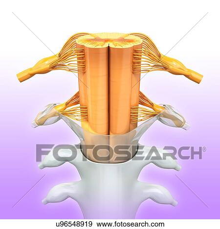 Stock Illustration - Human spinal chord, artwork. Fotosearch