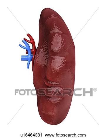 Clip Art - Human spleen, artwork. Fotosearch