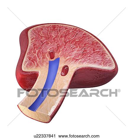 Human spleen, artwork View Large Illustration Clip Art - Human spleen, artwork. Fotosearch