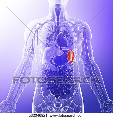 Human spleen, artwork Clip Art | u32046821 | Fotosearch
