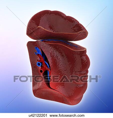 Human spleen, artwork View Large Illustration Clip Art - Human spleen, artwork. Fotosearch