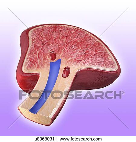 Clip Art - Human spleen, artwork. Fotosearch