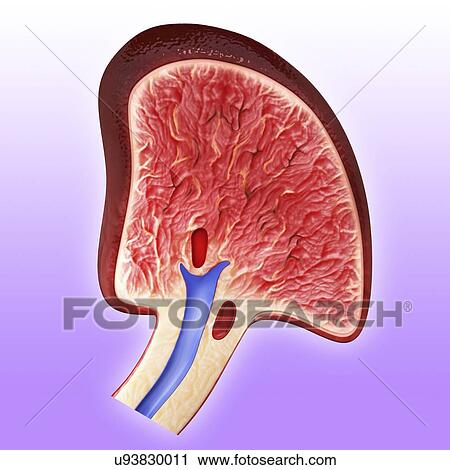 Human spleen, artwork View Large Illustration Clip Art - Human spleen, artwork. Fotosearch