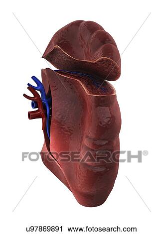 Human spleen, artwork View Large Illustration Clip Art - Human spleen, artwork. Fotosearch
