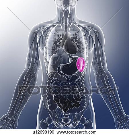 Clipart - Human spleen, artwork. Fotosearch