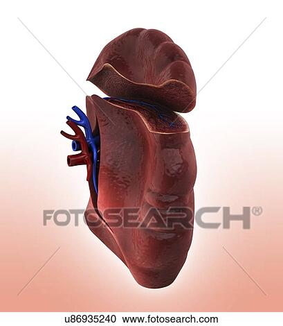Clipart - Human spleen, artwork. Fotosearch