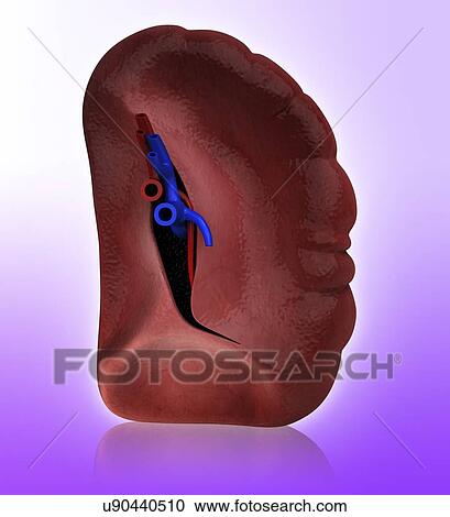 Clipart - Human spleen, artwork. Fotosearch