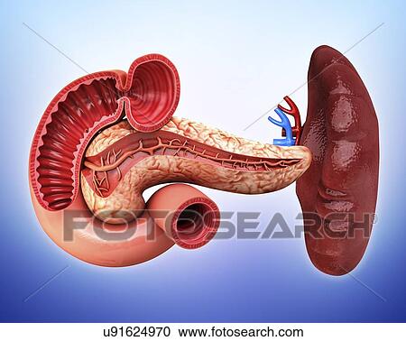 Clipart - Human spleen, artwork. Fotosearch