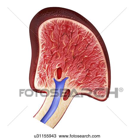 Drawing - Human spleen, artwork. Fotosearch