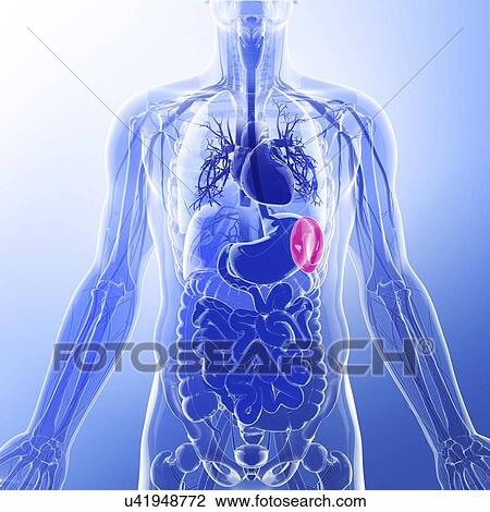 Human spleen, artwork View Large Illustration Drawing - Human spleen, artwork. Fotosearch